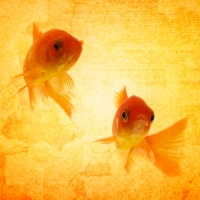 2goldfish