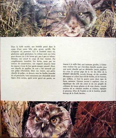 Verso de l'album La forêt secrète