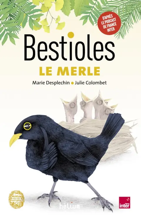Bestioles 4 Le merle