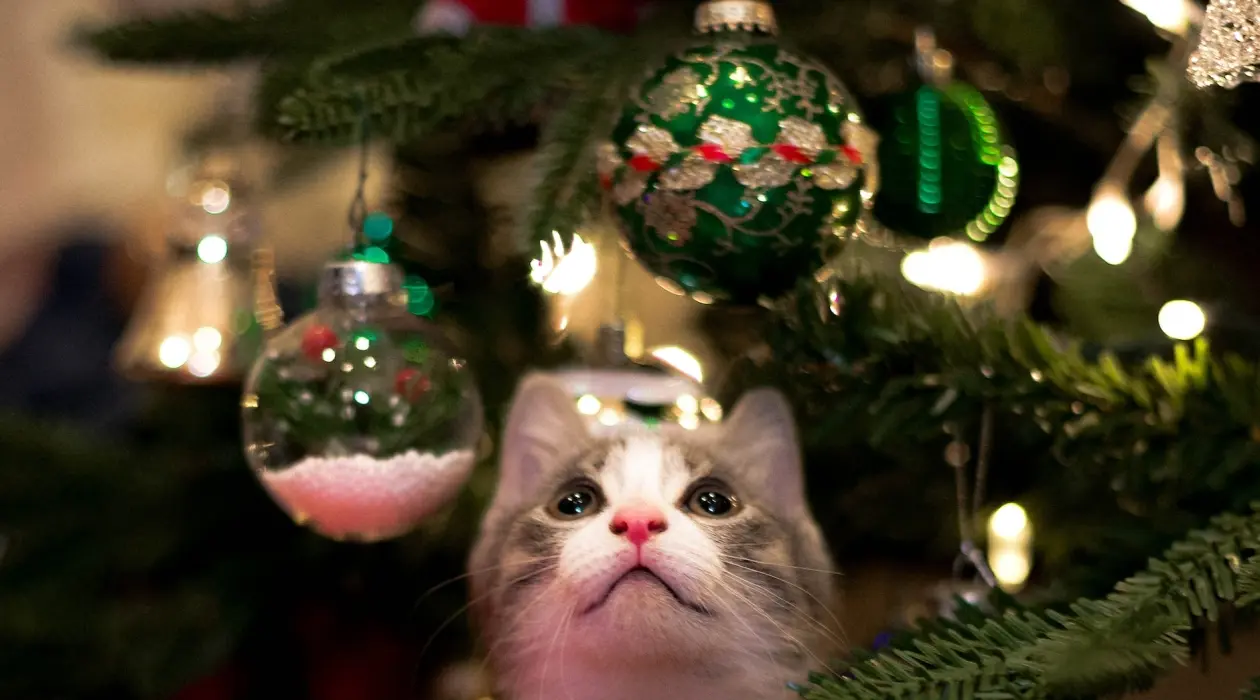 Il est pas tout mignon ce chaton ? (par Kevin Turcios via Unsplash)